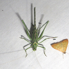 Insara elegans