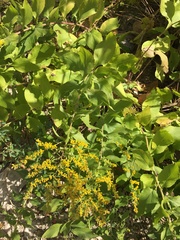 Solidago drummondii