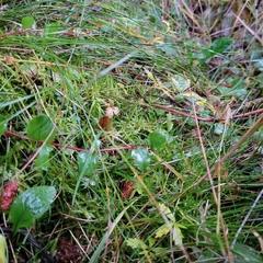 Calliergonella cuspidata