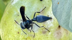 Synoeca septentrionalis