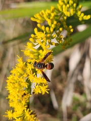 Pachodynerus erynnis