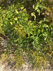 Solidago drummondii