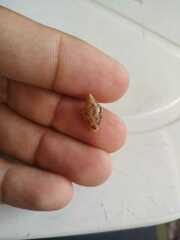 Columbella mercatoria