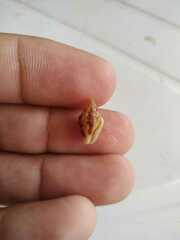 Columbella mercatoria