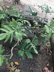 Philodendron pedatum