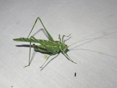 Insara elegans