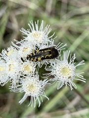 Acmaeodera scalaris