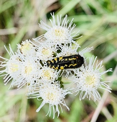 Acmaeodera scalaris