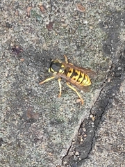 Vespula germanica