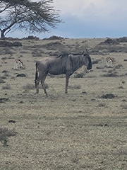 Connochaetes taurinus albojubatus