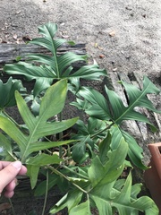 Philodendron pedatum