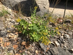 Solidago drummondii