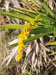 Pachodynerus erynnis
