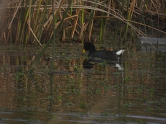 Fulica rufifrons