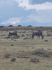 Connochaetes taurinus albojubatus