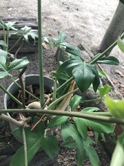 Philodendron pedatum