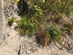 Solidago drummondii