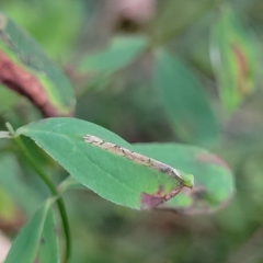 Euspilapteryx auroguttella