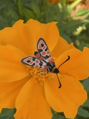 Zygaena fausta
