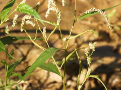 Persicaria lapathifolia