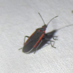 Melacoryphus lateralis