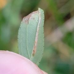 Euspilapteryx auroguttella