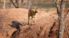 Oreotragus oreotragus transvaalensis