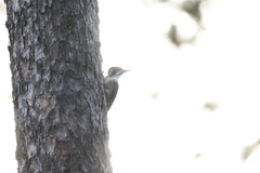 Picoides tridactylus
