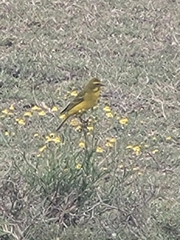 Crithagra sulphurata