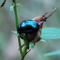 Chrysolina varians