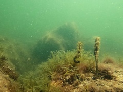 Hippocampus guttulatus