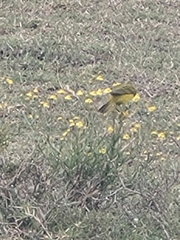 Crithagra sulphurata