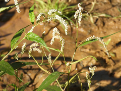 Persicaria lapathifolia