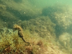 Hippocampus guttulatus