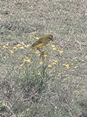 Crithagra sulphurata