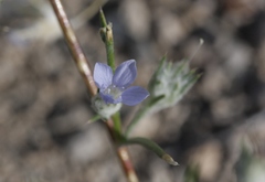 Eriastrum wilcoxii
