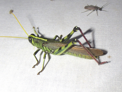 Schistocerca albolineata