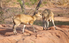 Oreotragus oreotragus transvaalensis