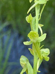 Platanthera sparsiflora