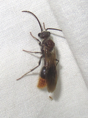 Sphaeropthalma marpesia
