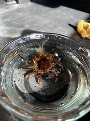 Decapoda