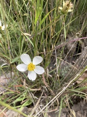 Cosmos landii