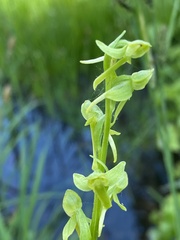Platanthera sparsiflora