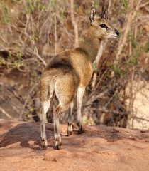 Oreotragus oreotragus transvaalensis