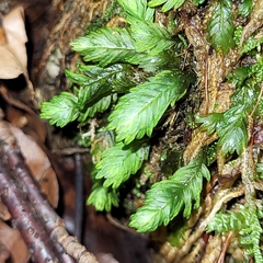 Fissidens