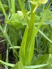Platanthera sparsiflora