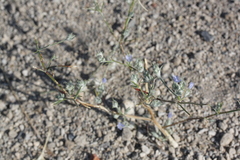 Eriastrum wilcoxii