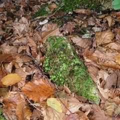 Fissidens