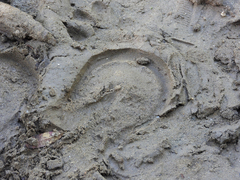Equus asinus
