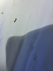 Tinea apicimaculella